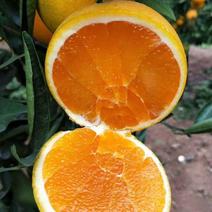 夏橙树苗橙子苗根系发达丰产性好果大味甜现挖现发