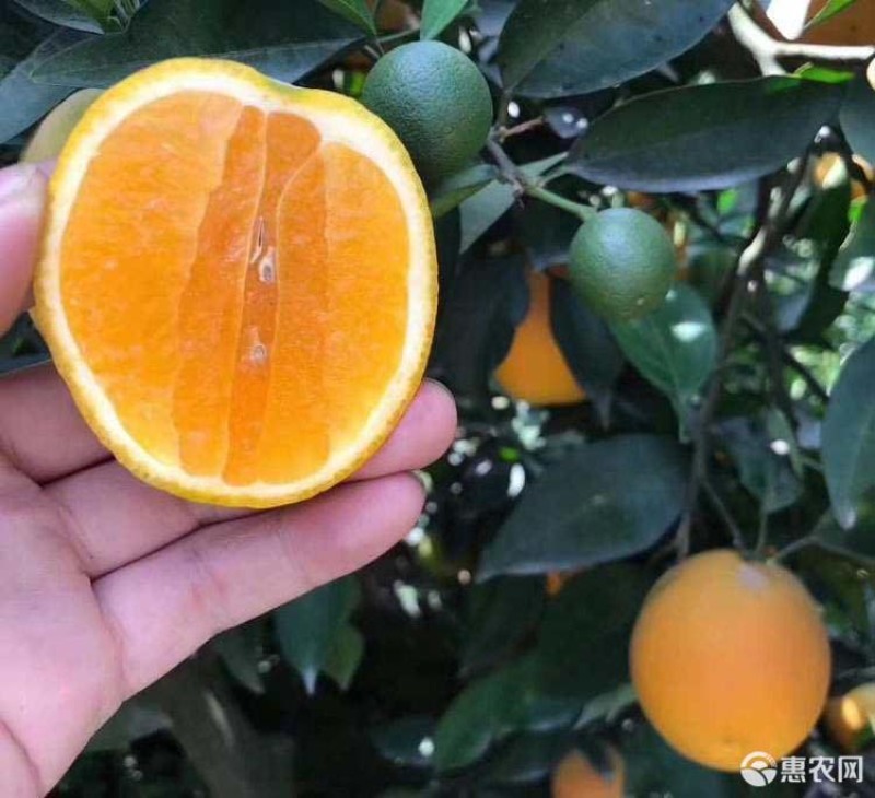 夏橙树苗橙子苗根系发达丰产性好果大味甜现挖现发