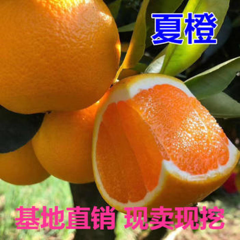 夏橙树苗橙子苗根系发达丰产性好果大味甜现挖现发