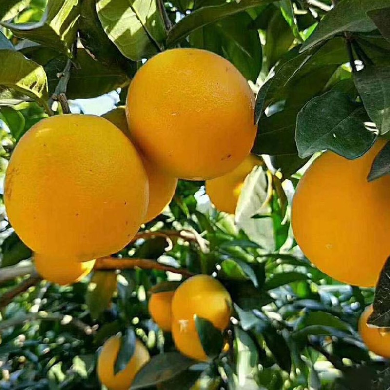 夏橙树苗橙子苗根系发达丰产性好果大味甜现挖现发