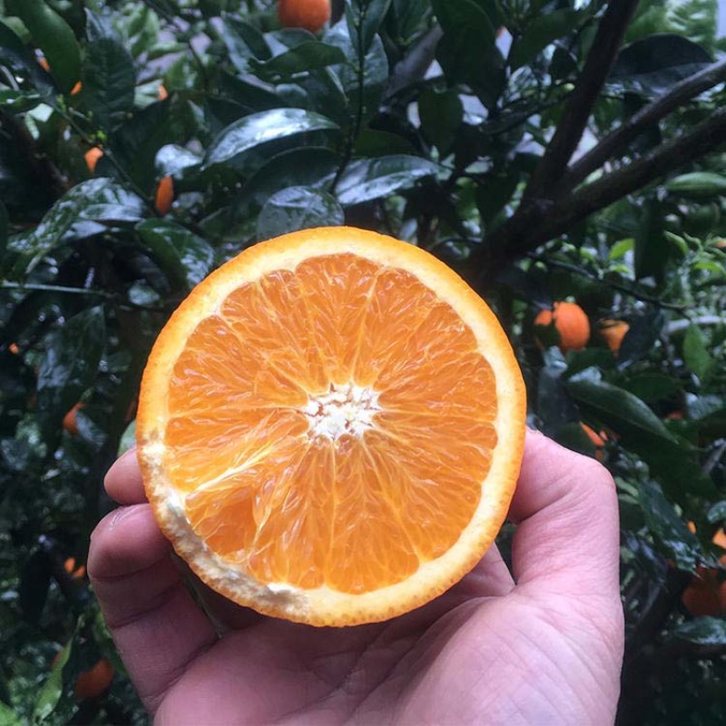 夏橙树苗橙子苗根系发达丰产性好果大味甜现挖现发