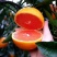 中华红血橙苗橙子苗根系发达丰产性好现挖保湿发货