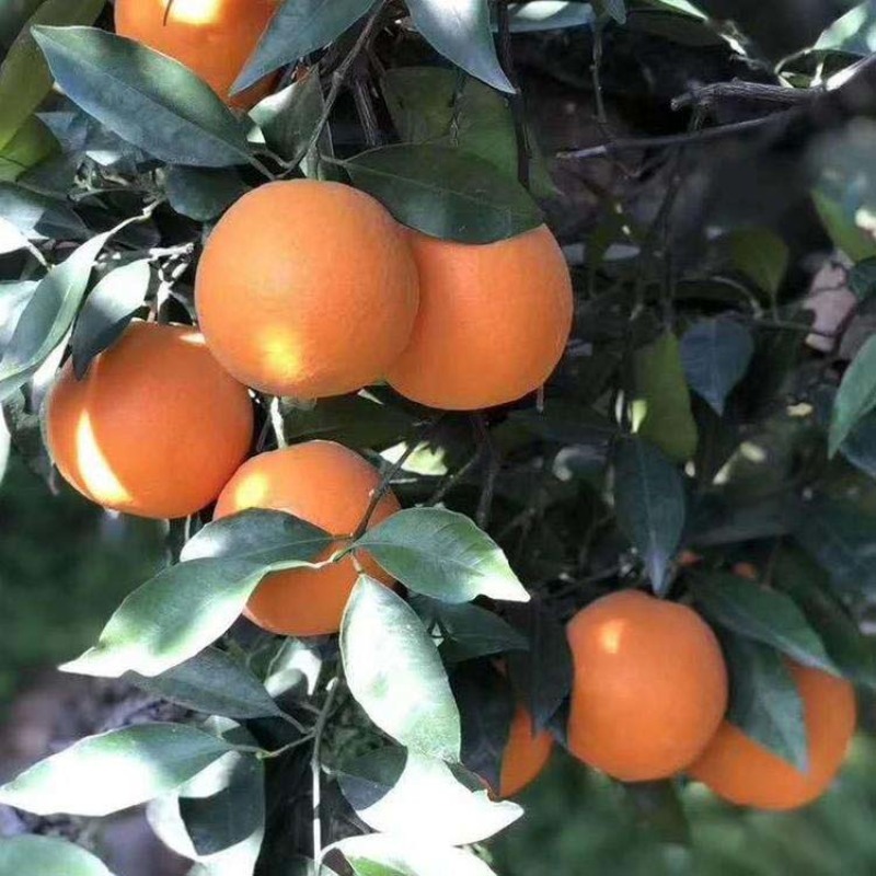 中华红血橙苗橙子苗根系发达丰产性好现挖保湿发货