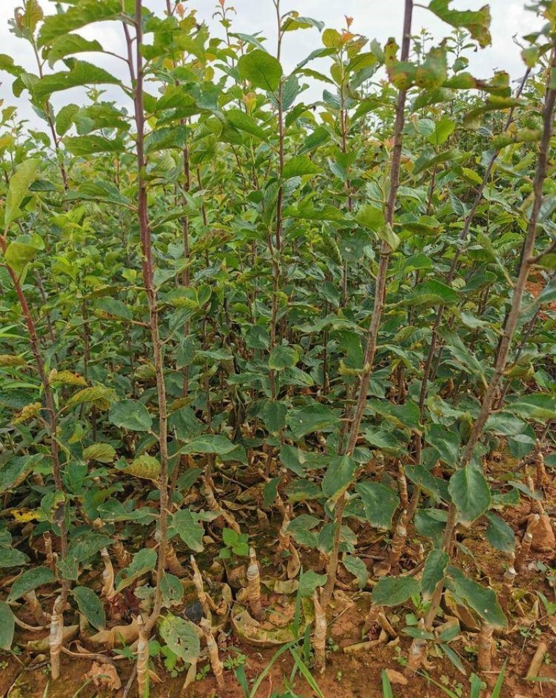 红喜梅树苗西梅苗根系发达丰产性现挖保湿发货