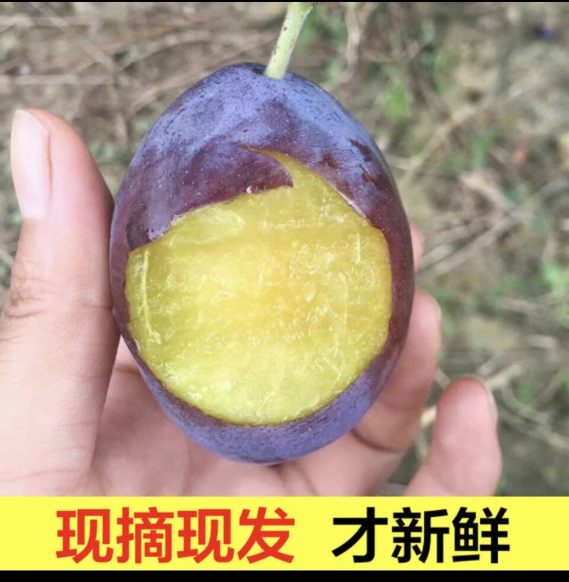 理查德西梅西梅苗根系发达丰产性好现挖保湿发货