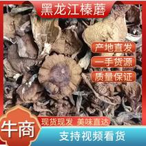 黑龙江精品榛蘑大量上市产地发货质量保证欢迎来电咨询