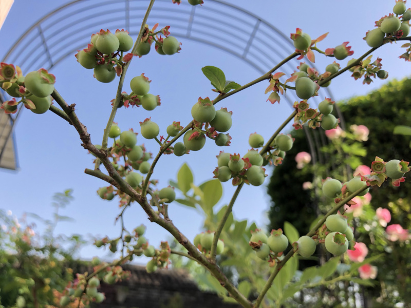 奥尼尔蓝莓蓝莓苗根系发达丰产性好现挖保湿发货