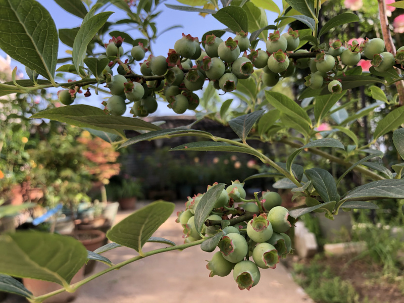 奥尼尔蓝莓蓝莓苗根系发达丰产性好现挖保湿发货