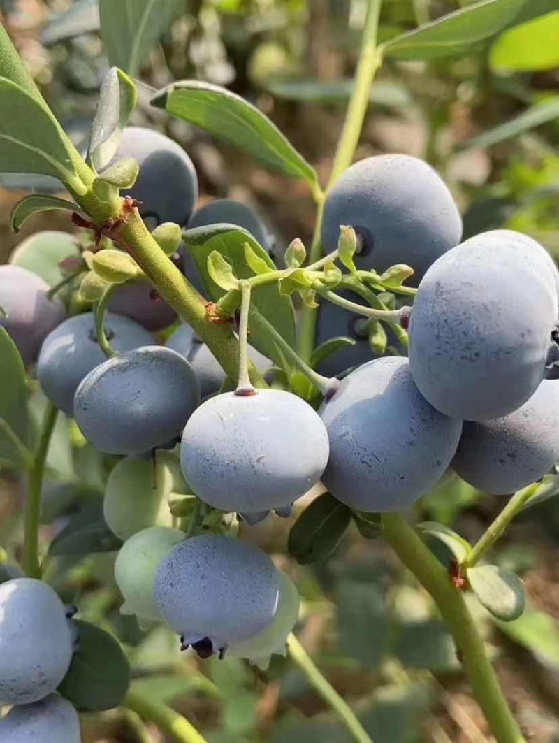 薄雾蓝莓蓝莓树苗根系发达丰产性好现挖保湿发货