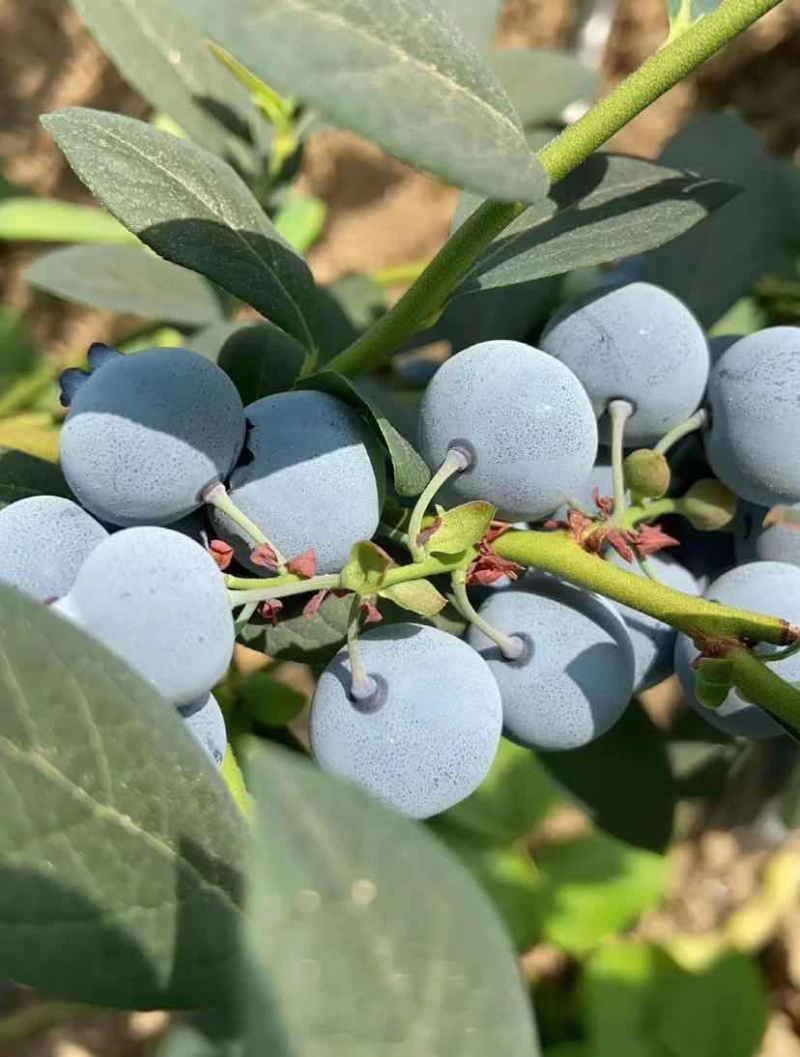 薄雾蓝莓蓝莓树苗根系发达丰产性好现挖保湿发货
