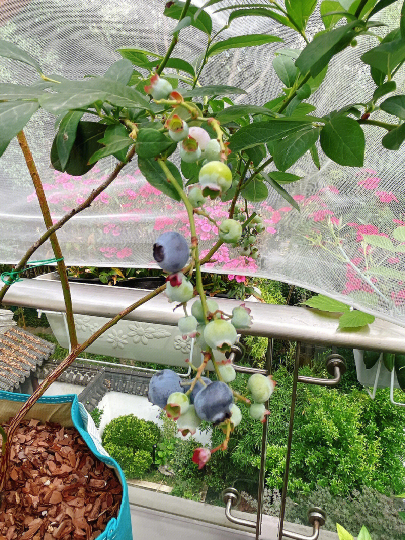 薄雾蓝莓蓝莓树苗根系发达丰产性好现挖保湿发货
