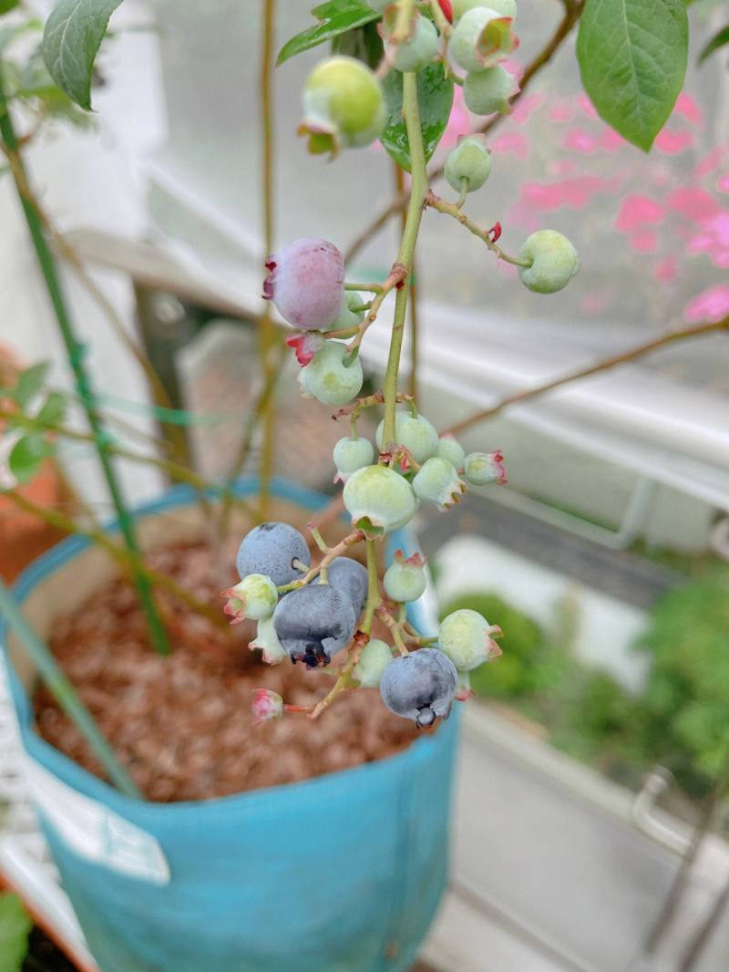 薄雾蓝莓蓝莓树苗根系发达丰产性好现挖保湿发货