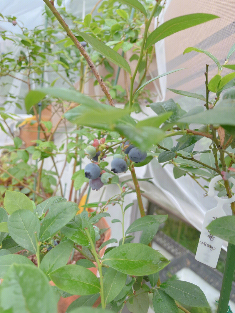 薄雾蓝莓蓝莓树苗根系发达丰产性好现挖保湿发货