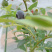 薄雾蓝莓蓝莓树苗根系发达丰产性好现挖保湿发货