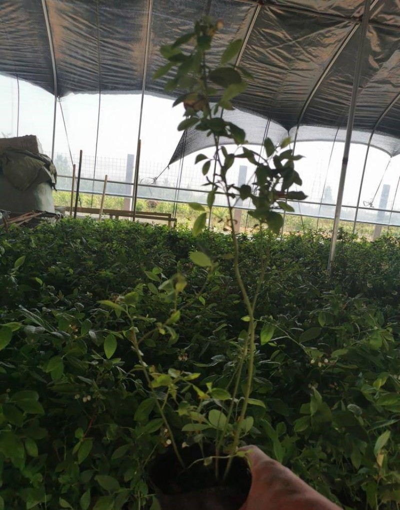 薄雾蓝莓蓝莓树苗根系发达丰产性好现挖保湿发货