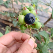 黑珍珠蓝莓树苗蓝莓苗根系发达丰产性好现挖保湿发货