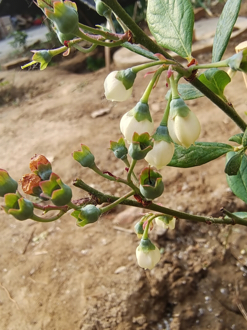 黑珍珠蓝莓树苗蓝莓苗根系发达丰产性好现挖保湿发货