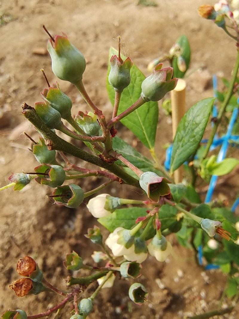 黑珍珠蓝莓树苗蓝莓苗根系发达丰产性好现挖保湿发货