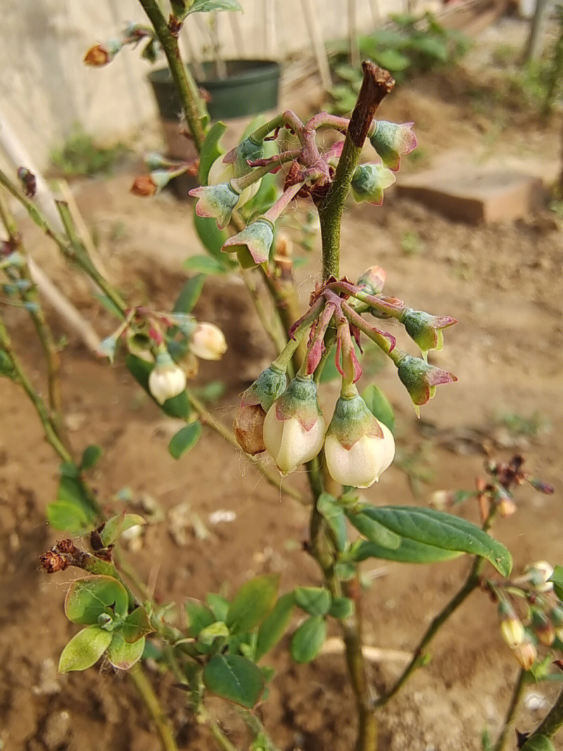 黑珍珠蓝莓树苗蓝莓苗根系发达丰产性好现挖保湿发货