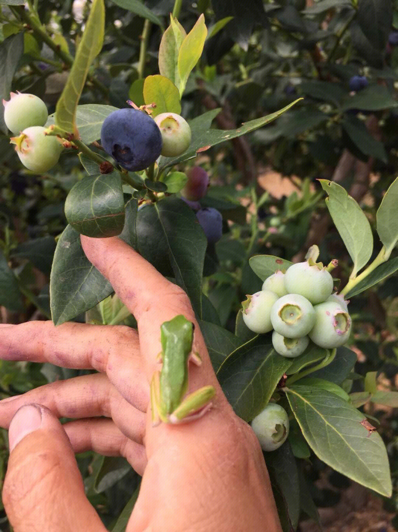 黑珍珠蓝莓树苗蓝莓苗根系发达丰产性好现挖保湿发货