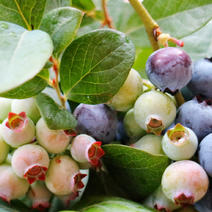 蓝丰蓝莓蓝莓苗根系发达丰产性好现挖保湿发货