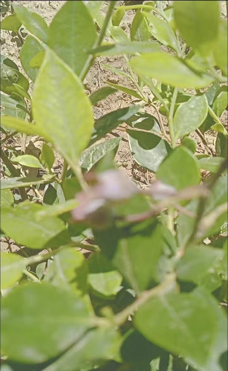 双丰蓝莓苗蓝莓苗根系发达丰产性好现挖保湿发货