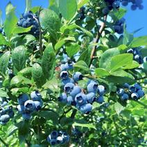 双丰蓝莓苗蓝莓苗根系发达丰产性好现挖保湿发货
