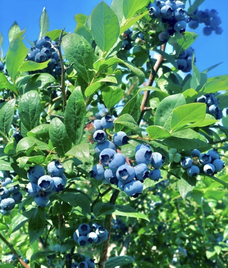 双丰蓝莓苗蓝莓苗根系发达丰产性好现挖保湿发货
