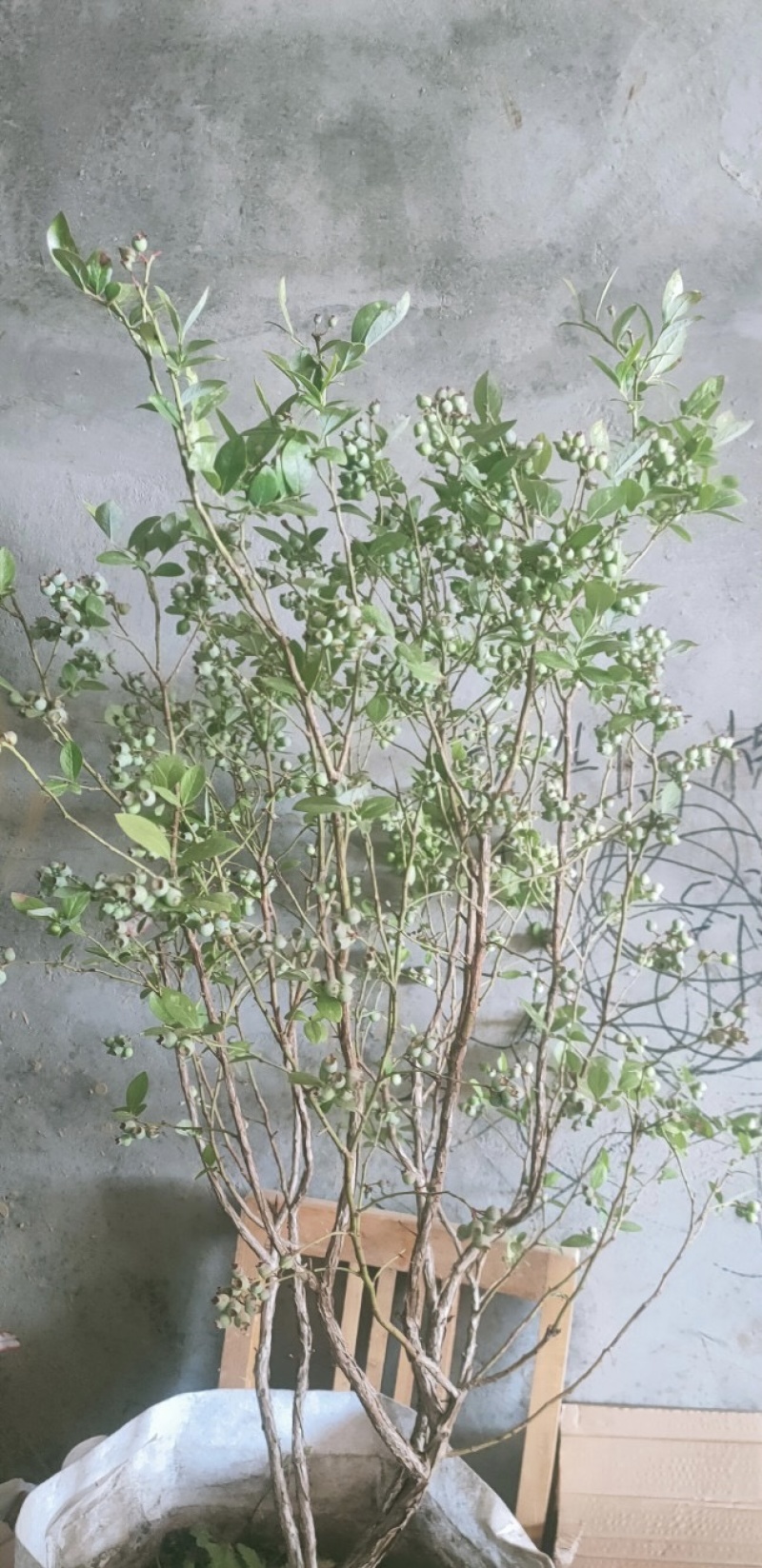 双丰蓝莓苗蓝莓苗根系发达丰产性好现挖保湿发货