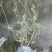 双丰蓝莓苗蓝莓苗根系发达丰产性好现挖保湿发货