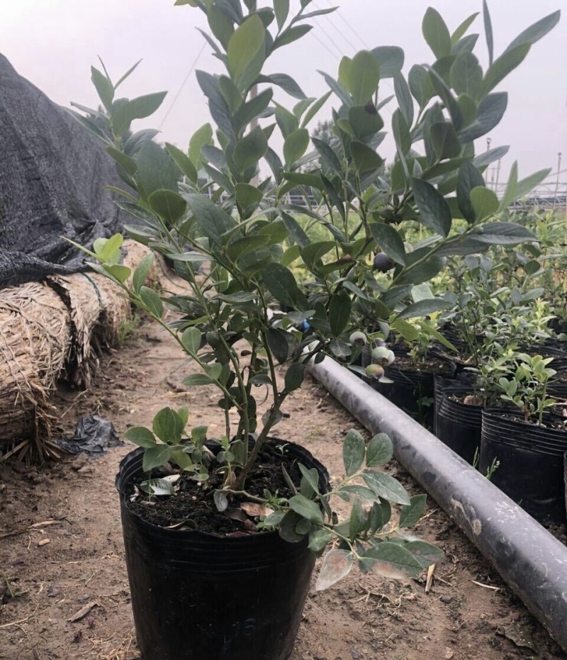 双丰蓝莓苗蓝莓苗根系发达丰产性好现挖保湿发货