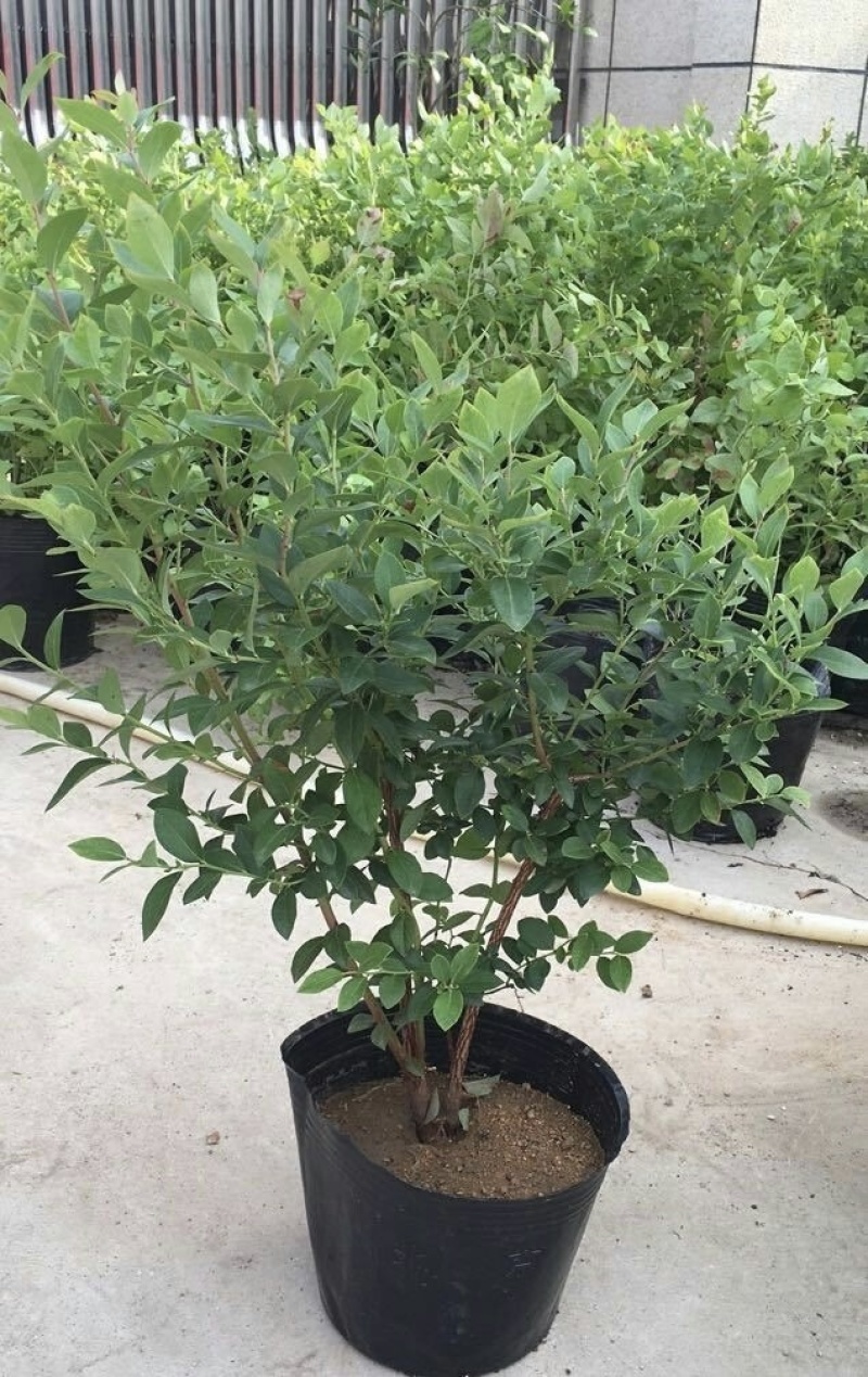双丰蓝莓苗蓝莓苗根系发达丰产性好现挖保湿发货