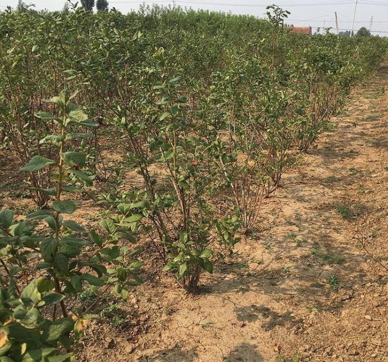 双丰蓝莓苗蓝莓苗根系发达丰产性好现挖保湿发货
