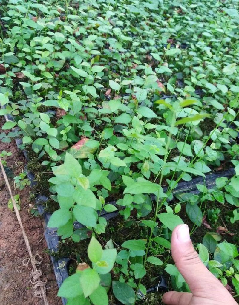 双丰蓝莓苗蓝莓苗根系发达丰产性好现挖保湿发货