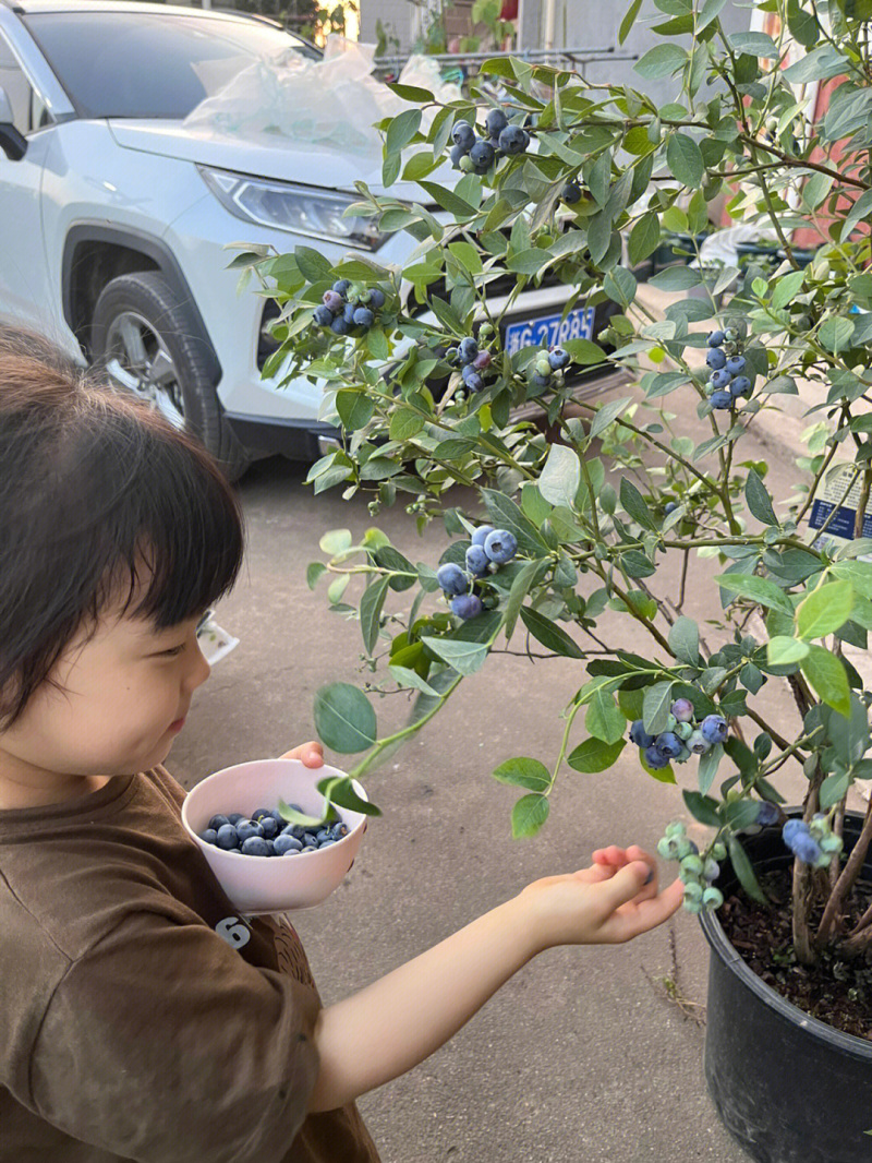 甜蜜蜜蓝莓树苗根系发达丰产性好现挖保湿发货