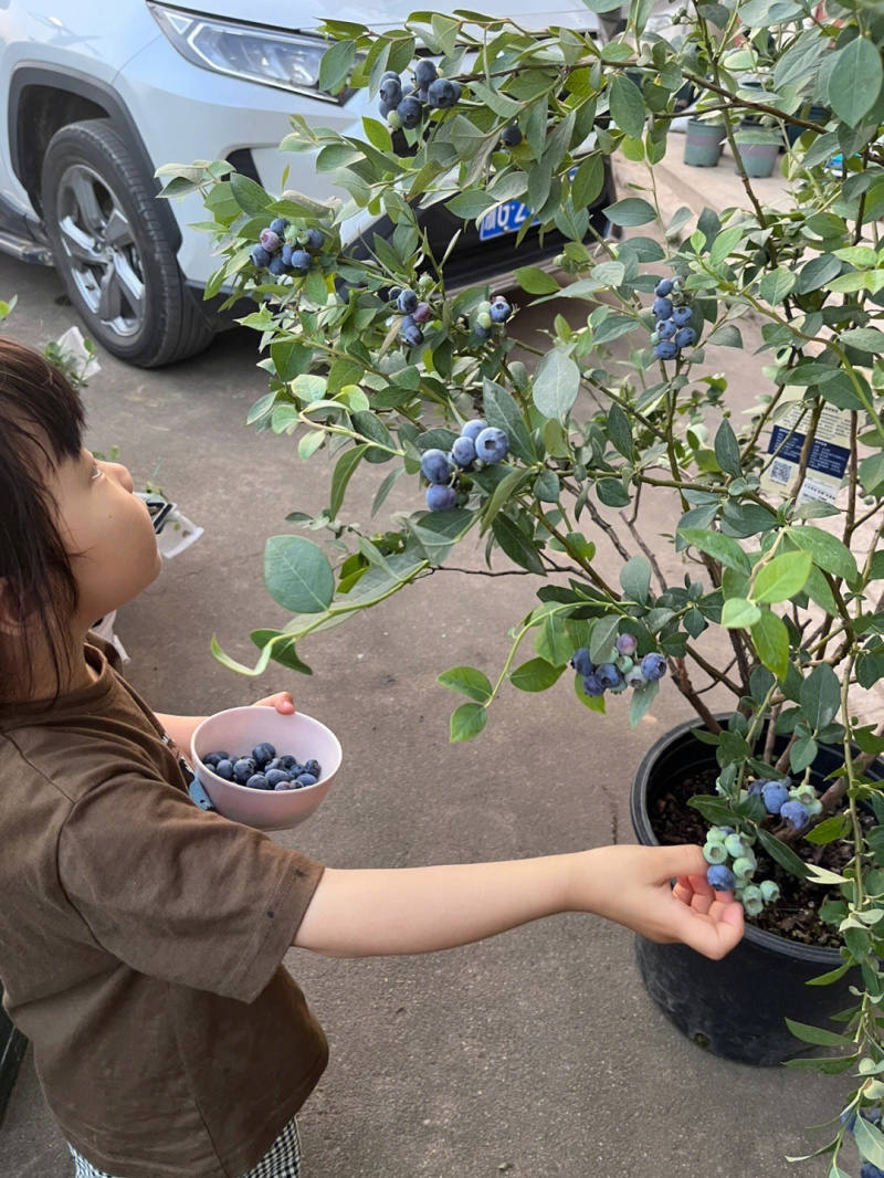 甜蜜蜜蓝莓树苗根系发达丰产性好现挖保湿发货