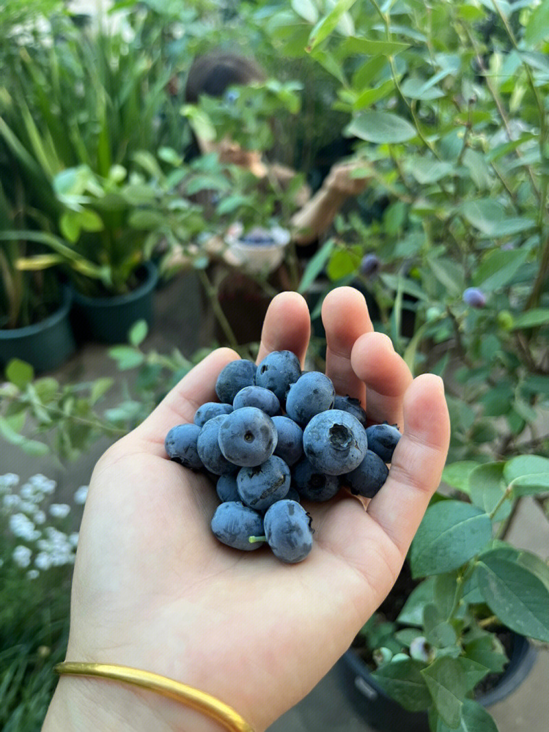 甜蜜蜜蓝莓树苗根系发达丰产性好现挖保湿发货