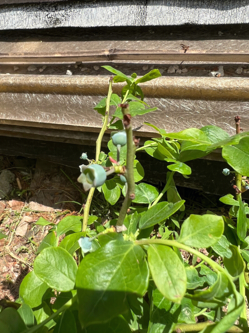 甜蜜蜜蓝莓树苗根系发达丰产性好现挖保湿发货