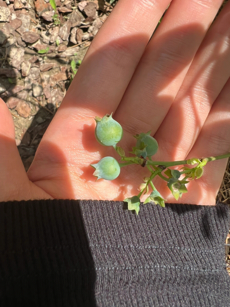 甜蜜蜜蓝莓树苗根系发达丰产性好现挖保湿发货