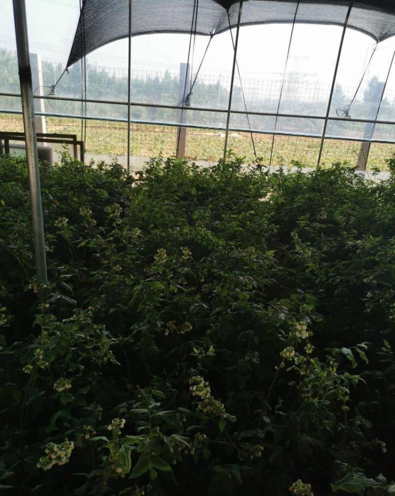 甜蜜蜜蓝莓树苗根系发达丰产性好现挖保湿发货
