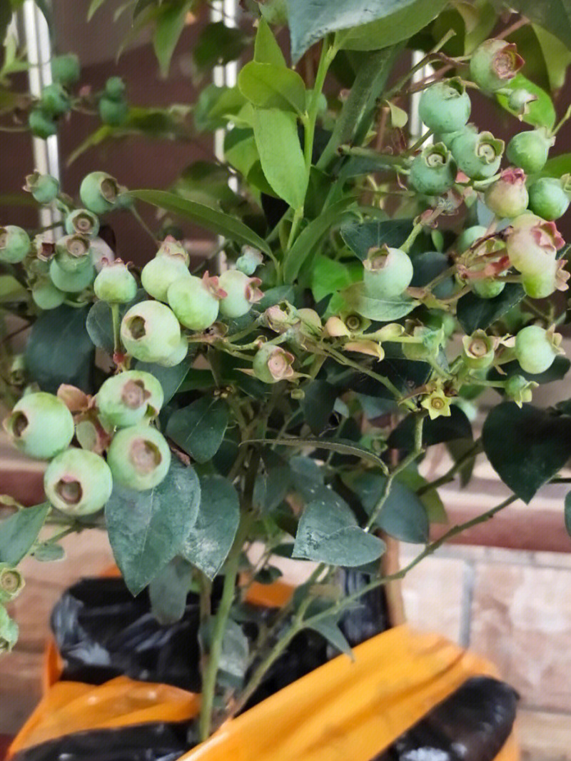 兔眼蓝莓树苗蓝莓苗根系发达丰产性好现挖保湿发货