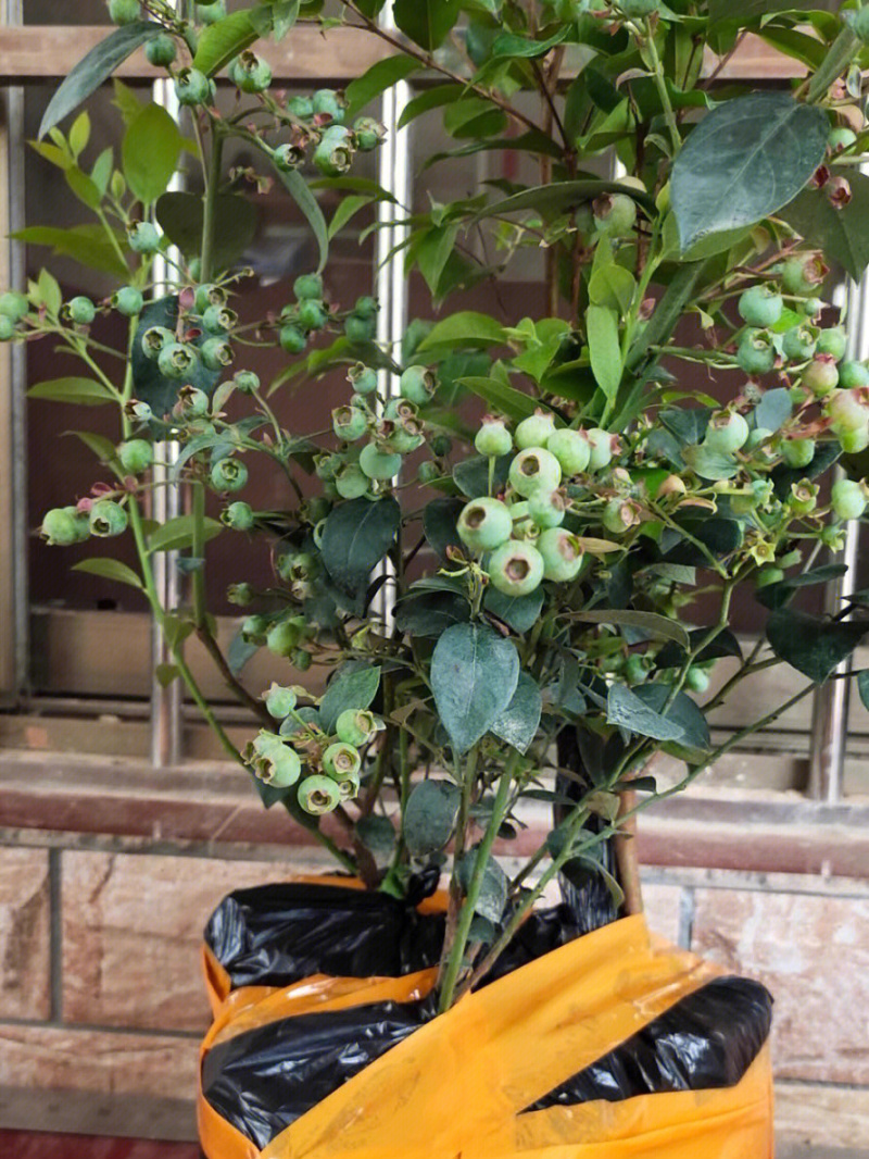 兔眼蓝莓树苗蓝莓苗根系发达丰产性好现挖保湿发货