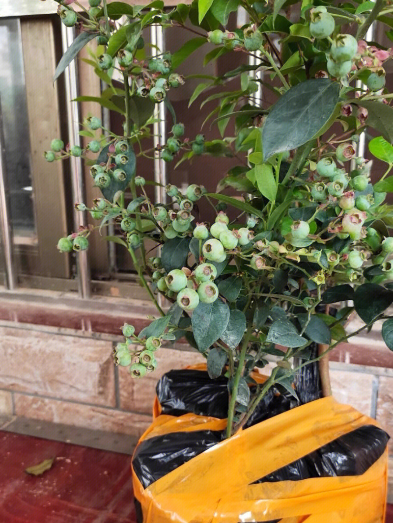 兔眼蓝莓树苗蓝莓苗根系发达丰产性好现挖保湿发货
