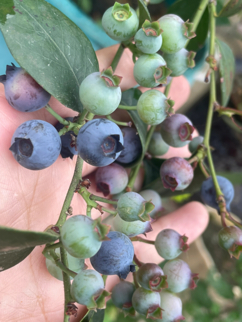 兔眼蓝莓树苗蓝莓苗根系发达丰产性好现挖保湿发货