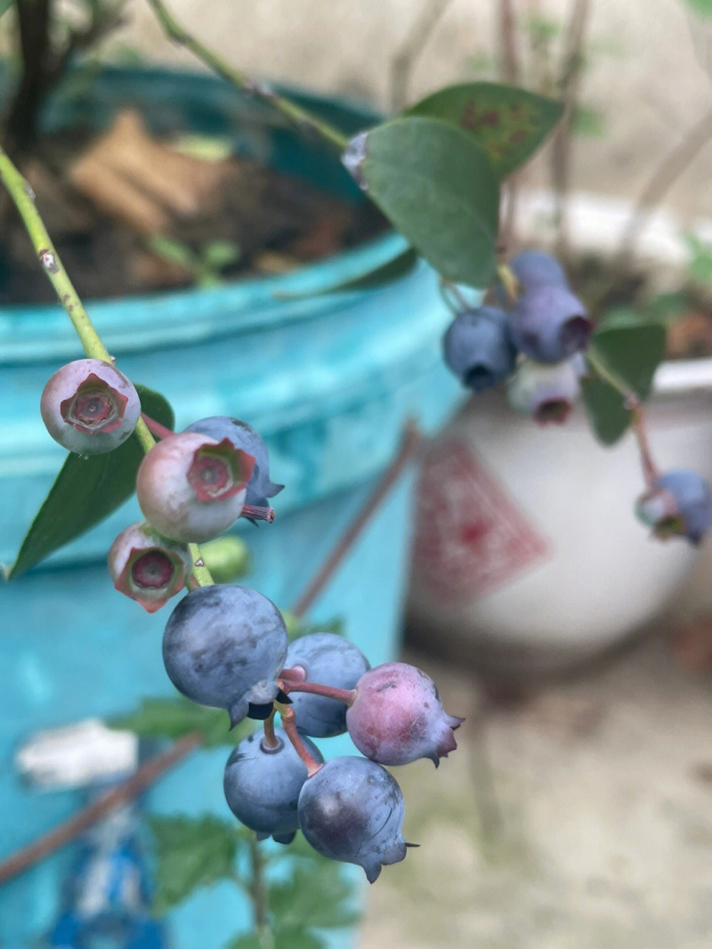 兔眼蓝莓树苗蓝莓苗根系发达丰产性好现挖保湿发货