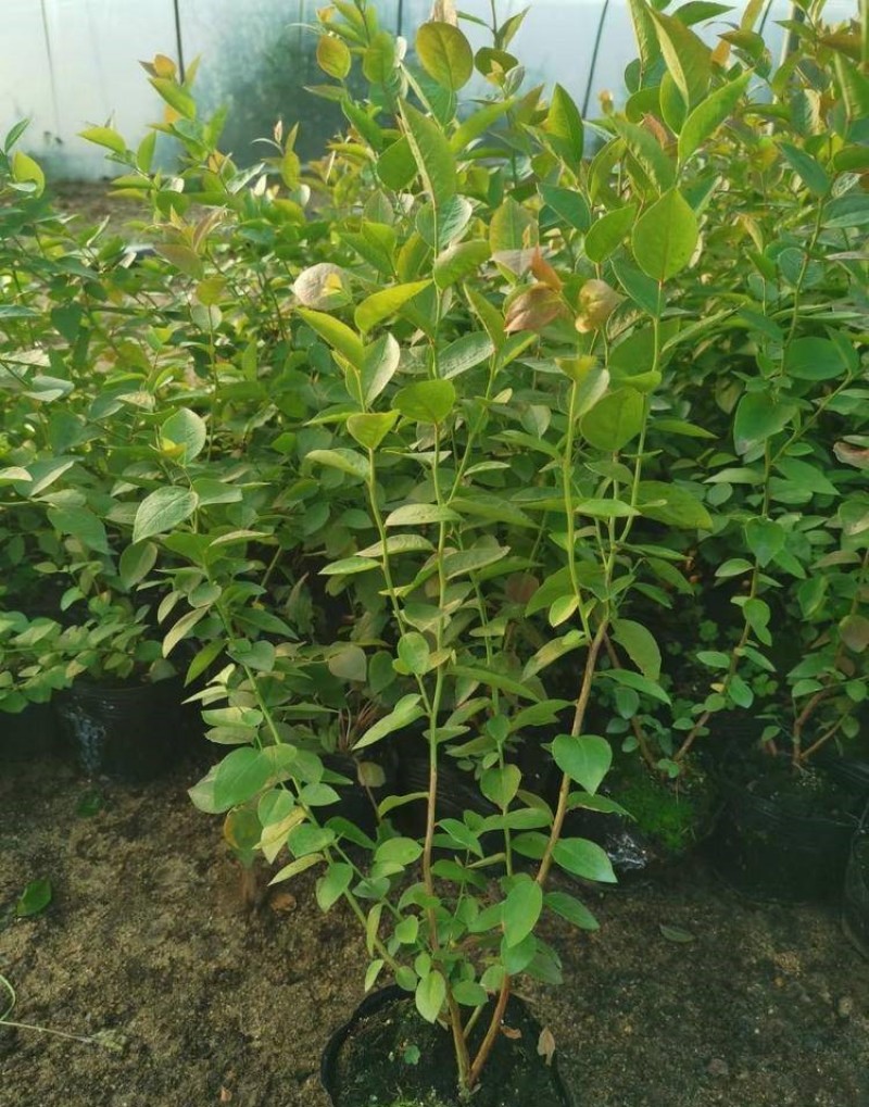 兔眼蓝莓树苗蓝莓苗根系发达丰产性好现挖保湿发货