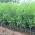 国光枣树苗枣苗根系发达丰产性好现挖保湿发货