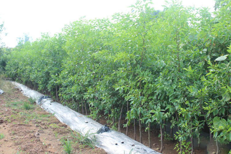 磨盘枣树苗枣苗根系发达丰产性好现挖保湿发货