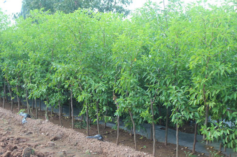 磨盘枣树苗枣苗根系发达丰产性好现挖保湿发货