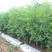 台湾大青枣苗枣树苗根系发达丰产性好现挖保湿发货